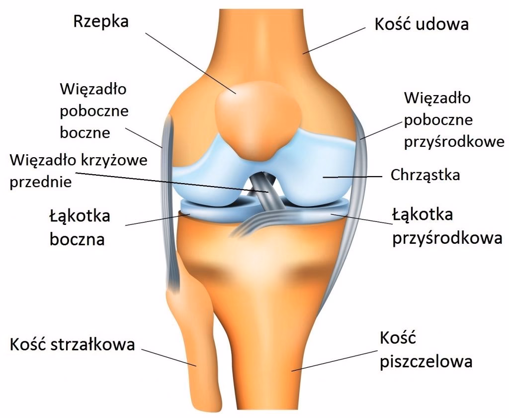 Jak wygląda budowa stawu?