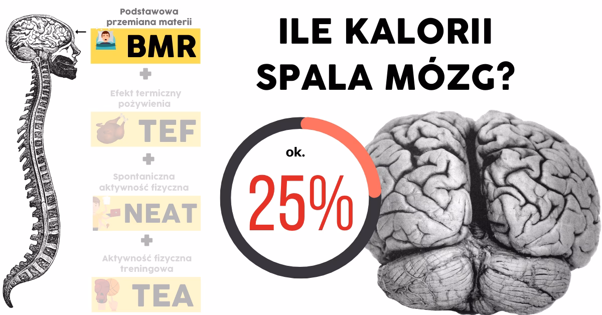 Jak spalać kalorie podczas nauki?