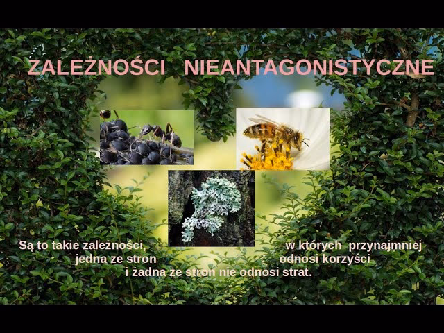 Czym jest gatunek i jak powstaje jego naukowa nazwa?