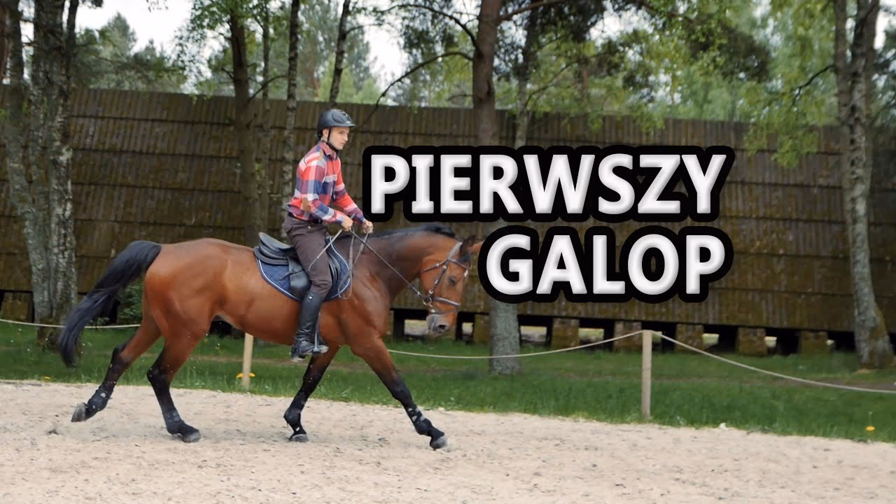 Co zrobić, żeby koń galopował?