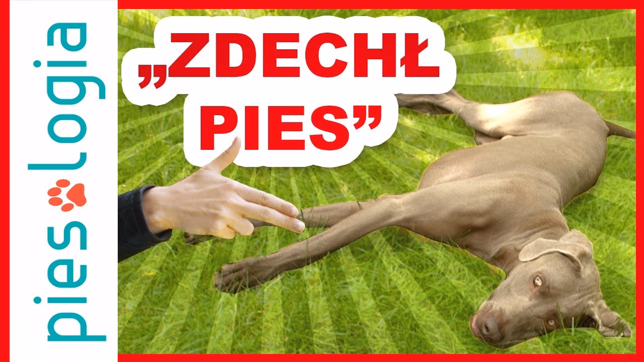 Kiedy psy mogą nauczyć się sztuczek?