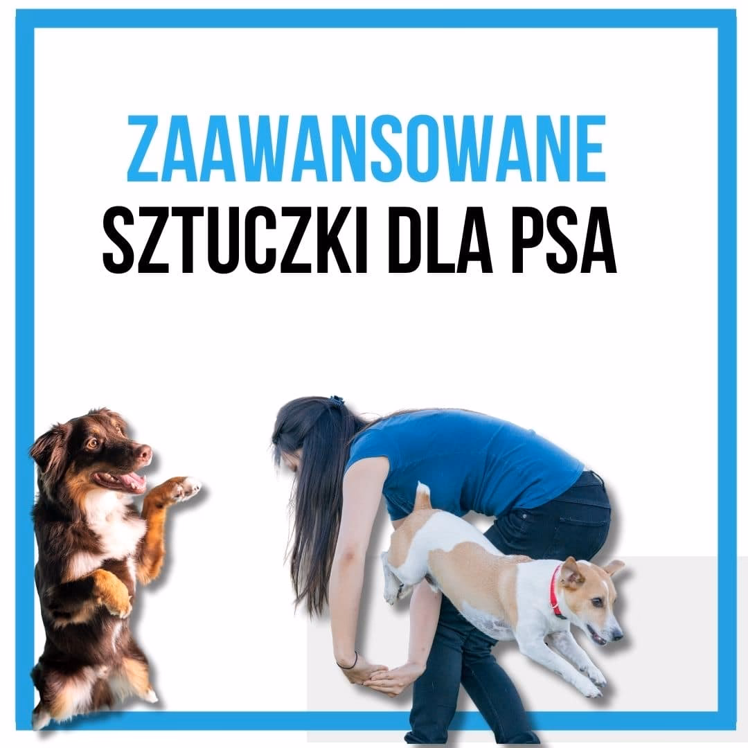 Jakie sztuczki można nauczyć psa?